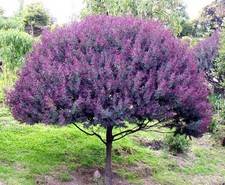 Cootamundra tree Acacia Baileyana Purpurea rare flowering wattle purple 10 seeds