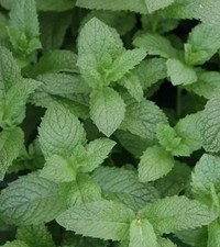 6 x Herb Mentha Curly Mint