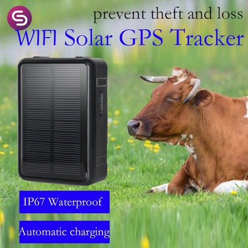 Sheep cow cattle gps tracker - cow,