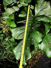 Zantedeschia Hercules / White Giant Calla lily baby plant