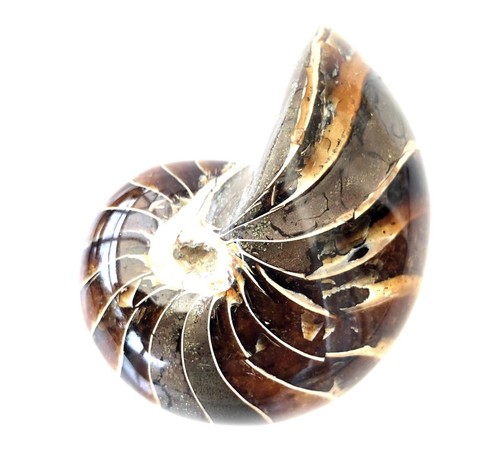 Fossil nautilus nice grade - nautilus,