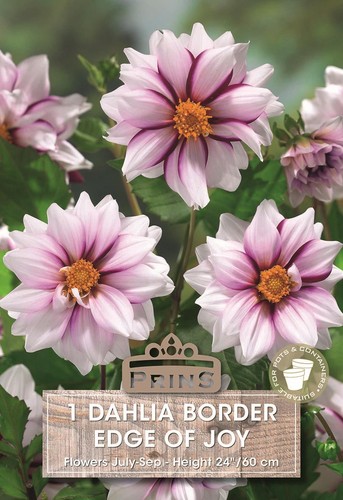 Dahlia border edge - border, joy'