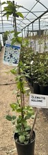 Clematis ‘Huldine’ Fast-Growing Broadleaf Perennial Climbing 3ft Cane In 2l Pot