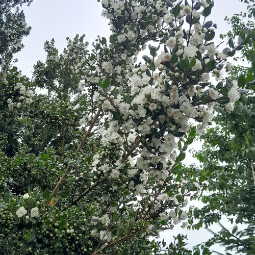 Young white myrtle - x,