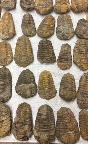 Diacalymene trilobite - diacalymene,