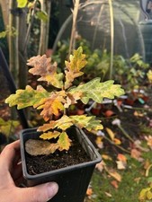 Hungarian Oak tree, Quercus, Oak , Garden small