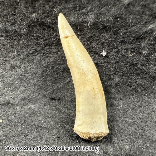 Enchodus fossil fish tooth - enchodus,