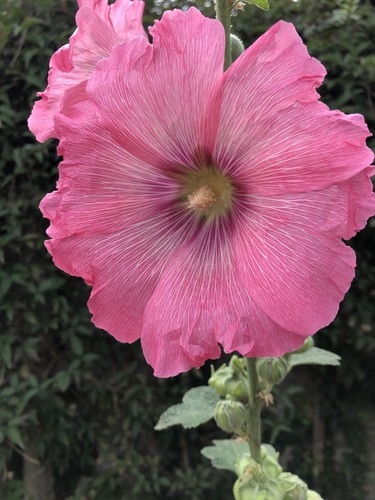 Seeds organic faversham - 50,