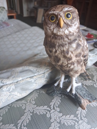 Royal osborne hand - hand, owl