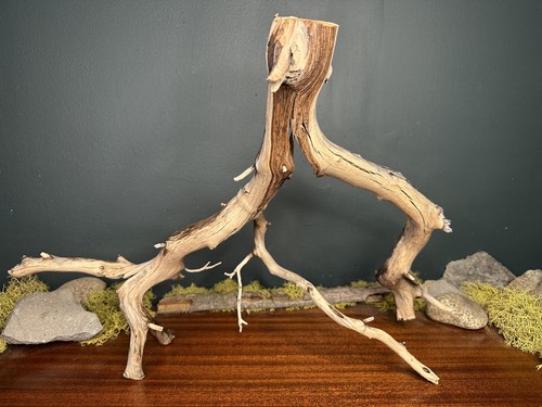 Large manzanita - large,