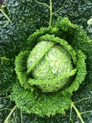 Savoy cabbage plug plants - savoy,