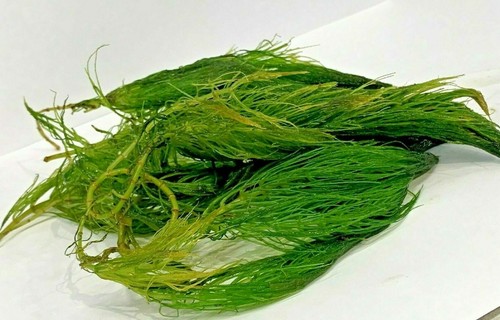 Hornwort ceratophyllum - hornwort,