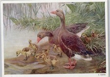 50554117 - E. Schilke, Gaense