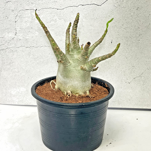 Desert rose adenium obesum - adenium,