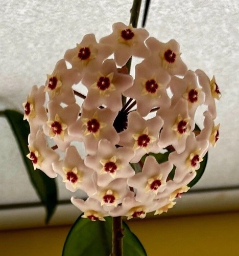 Hoya carnosa wax plant - wax, rooted
