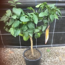 Citrus Lemon 4 Seasons 20cm