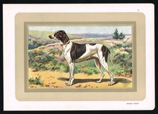 Dupuy Pointer (Braque Dupuy)