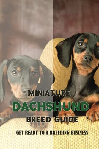 Miniature dachshund breed - dachshund,