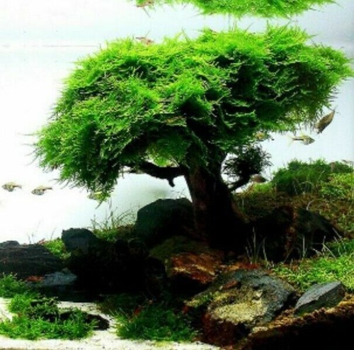 20g christmas moss shrimp safe - 20g,