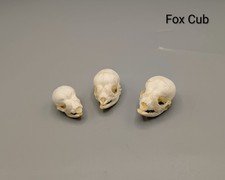 Fox Cub Skull, Bones, Animal
