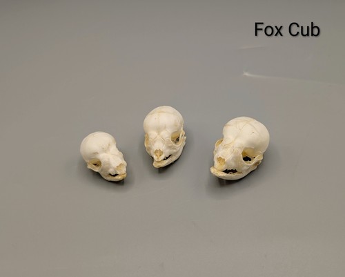 Fox cub skull - fox, animal