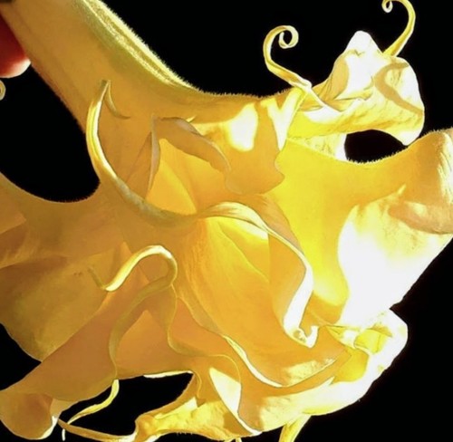 Brugmansia christine tonotto - christine,