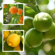 Citrus Fruit Trees, Orange Lemon Lime Collection, 6 x 9cm Pots, 20-30cm Tall