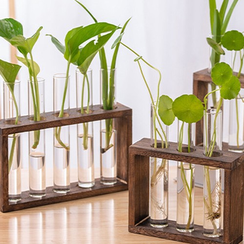 Wall hanging plant - hanging, propagation