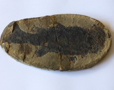 Fossil Fish Paramblypterus