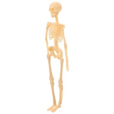 Human Skeleton Model Skeleton Action Figure Anatomy Skeleton Model For Studying
