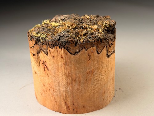 Amazing live edge burr elm - amazing,