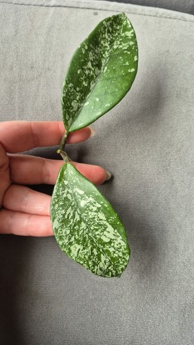Hoya carnosa freckles splash - hoya,