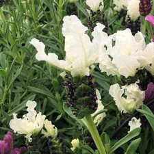French Lavender 'Lavita White'. Plug Plant x 4. White flowering French Lavender.