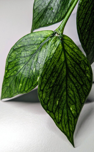 Hoya polyneura fresh unrooted - polyneura,,