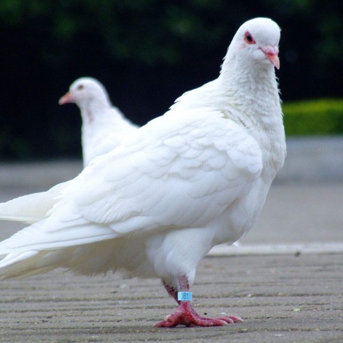 Durable plastic pigeon foot - plastic,