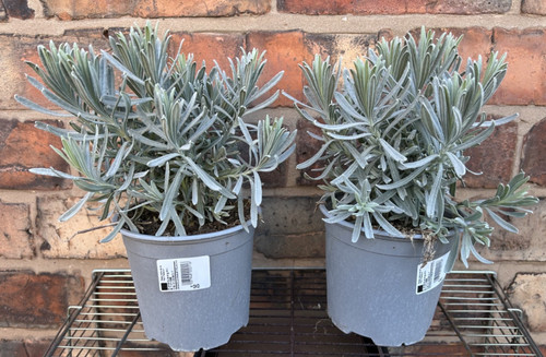 English lavender angustifolia - lavender,