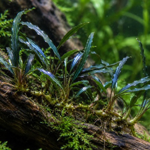 Bucephalandra needle leaf - bucephalandra, live