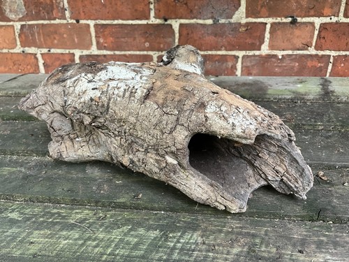Large hollow apple wood log - apple,