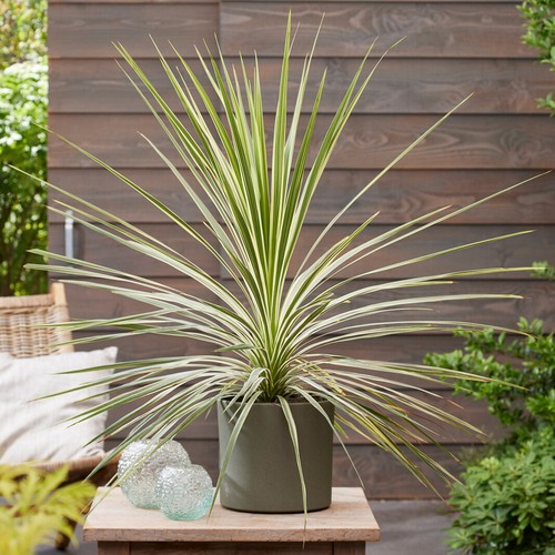 Cordyline lime passion cabbage - cordyline,