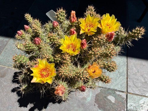 Pads eastern opuntia - wa,