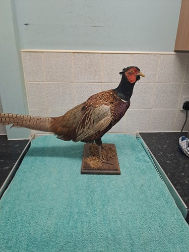 Mounted vintage stuffed - mounted,