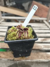 Cephalotus unknown label lost