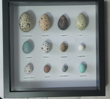 British Birds Eggs Collection