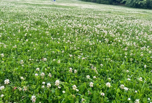 Clover white 75 grass - white, 75%