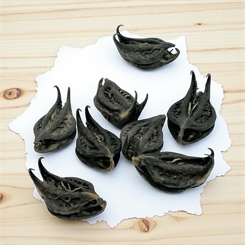 Devils pod bat nut - devils, nut,