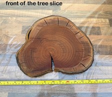 27cm Wide Natural Wood Log