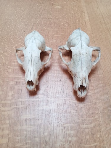 Animal skulls taxidermy - skulls,