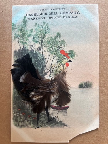 Rooster feathers excelsior - rooster,