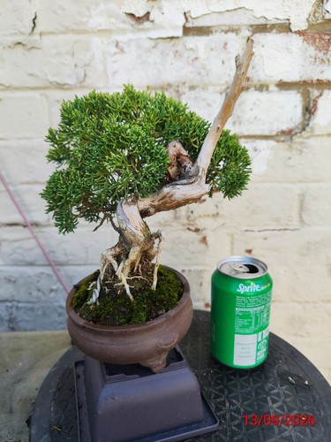 Juniper bonsai - juniper,