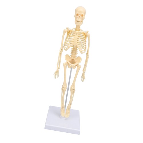 Human skeleton model - skeleton,